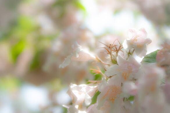 Kirschblüten in einer Nahaufnhame sind zu sehen. Nur wenige Blüten sind scharf zu sehen, der rest ist verschwommen. 