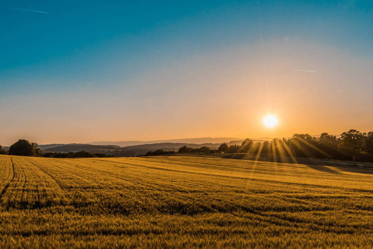 Sonnenuntergang auf einem Kornfeld.